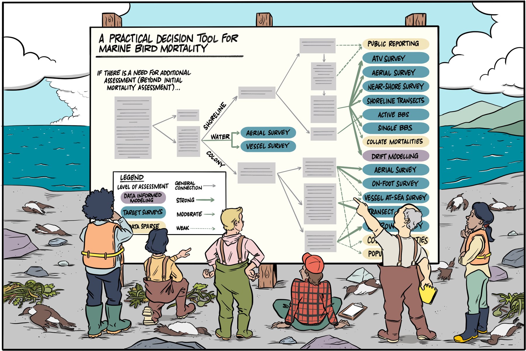 Graphical abstract for 'A practical decision tool for marine bird mortality assessments': researchers on a rocky shoreline with beached seabirds study a large decision tree that branches from shoreline, water, and colony contexts into assessment approaches including aerial, vessel, on-foot and near-shore surveys, shoreline transects, drift modelling, and public reporting, colour-coded by level of assessment from data-sparse to data-informed modelling.